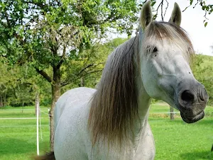 White horses wallpapers Screenshot 1
