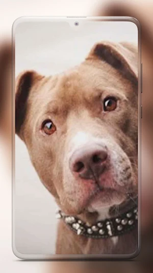 Pitbull Dog Wallpaper HD Screenshot 0