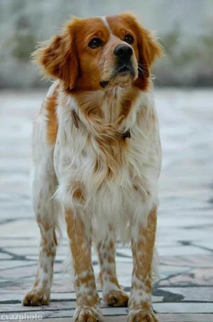 Brittany Dog Wallpapers Screenshot 0