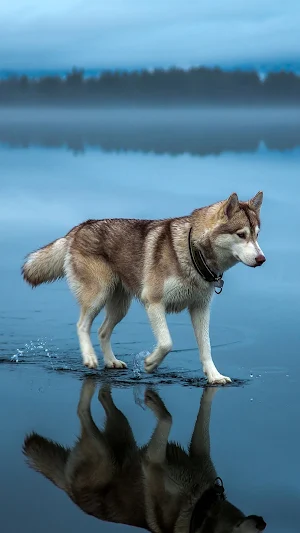 Dogs HD Wallpaper (offline) Screenshot 1