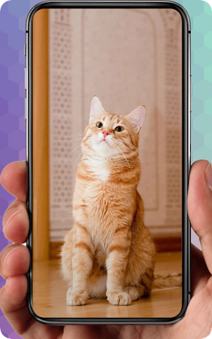Cute Cat Wallpaper Lucu Screenshot 1