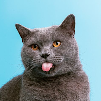 Pet Wallpaper