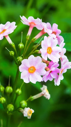 Garden Phlox Wallpaper Screenshot 0