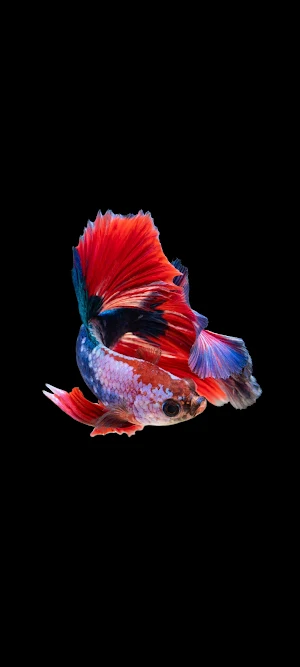 fish wallpaper خلفيات اسماك HD Screenshot 3