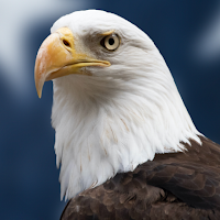 Eagle Sounds