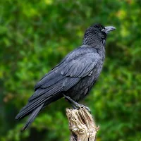 Crow Sounds