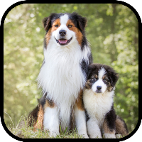 Australian Shepherd Wallpapers