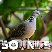 Spotted Turtle Dove Bird Sound
