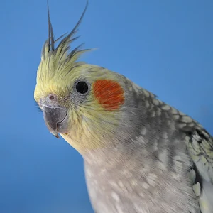Cockatiel Corner Screenshot 0