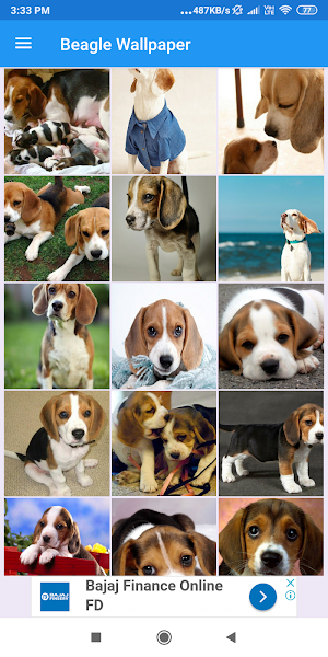 Beagle Wallpapers: HD Images, Free Pics download Screenshot 0