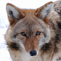 Coyote Sounds
