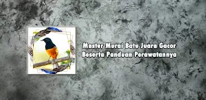 Master Murai Batu Juara Gacor Screenshot 0