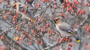 Bohemian Waxwing Wallpapers Screenshot 1