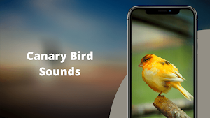Canary Bird Sounds - Canary Singing sounds Screenshot 1