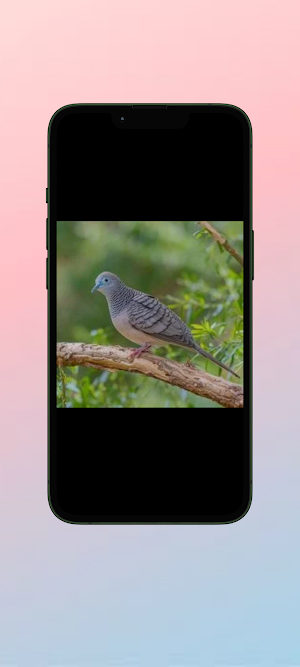 Perkutut WalL Screenshot 1