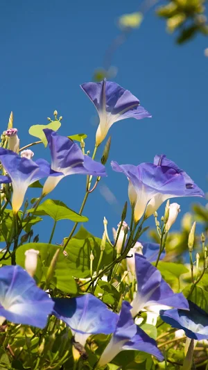 Morning Glory Wallpaper Screenshot 3