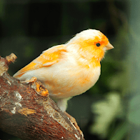 Canary Bird Sounds - Canary Singing sounds