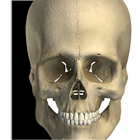 Visual Bones