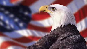 Bald Eagle Wallpaper HD Screenshot 3