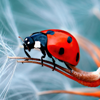Ladybug Wallpapers