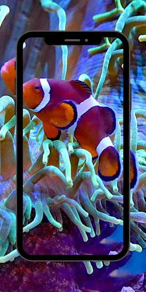 Wallpaper Nemo Fish Screenshot 1