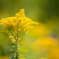Goldenrod Wallpaper