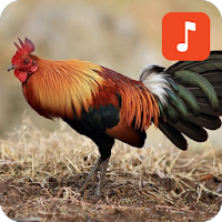 Bird and chicken sounds