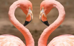 Flamingo Bird Wallpapers Screenshot 3