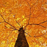 Autumn Wallpapers