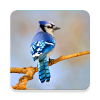 Blue Jay Bird Sound Collections ~ Sclip.app