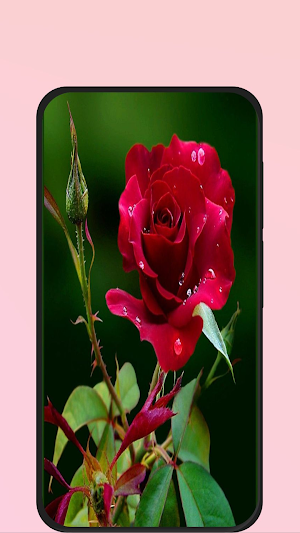 rose pic Screenshot 0