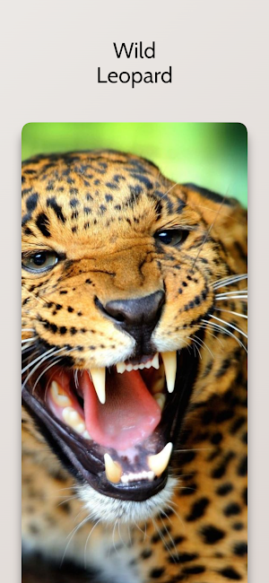 Cheetah Leopard Wallpapers Hd Screenshot 0