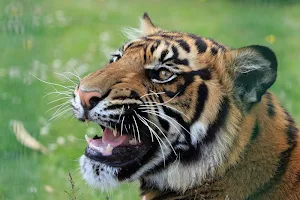 Tiger wallpapers Screenshot 0