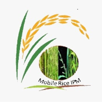 Rice Clinic - English