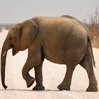 Elephant Images