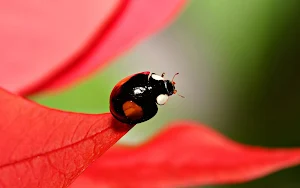 Ladybug Wallpapers Screenshot 3