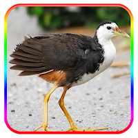 Caller voice of the Bird Amaurornis phoenicurus