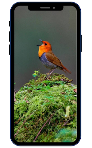 Bird Wallpapers Screenshot 1