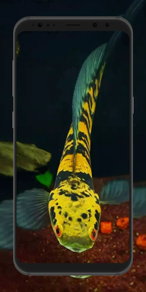Channa Fish Wallpaper Screenshot 3