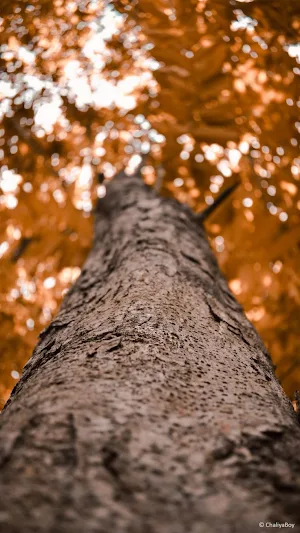 Trees Wallpapers Screenshot 1