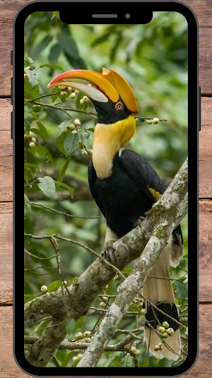 Burung Rangkong Wallpaper Screenshot 3