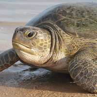 Tiny Turtle Growl Roar Sounds