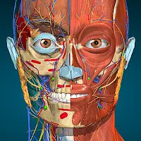 Anatomy Learning - 3D Anatomy