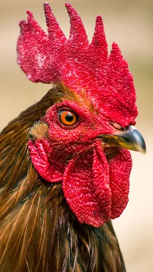 Rooster Wallpaper Screenshot 1
