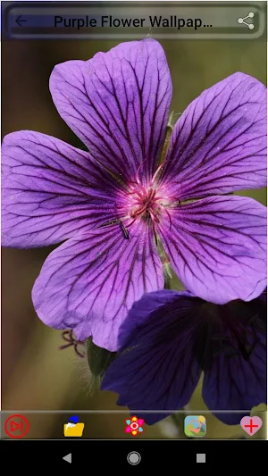Purple Flower Wallpapers Screenshot 0
