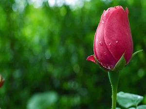 🌷🌷Pictures of Flowers: Beautiful Images To Share Screenshot 3