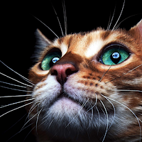 cats wallpaper