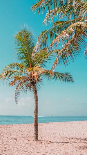 Palm Tree Wallpaper Screenshot 0