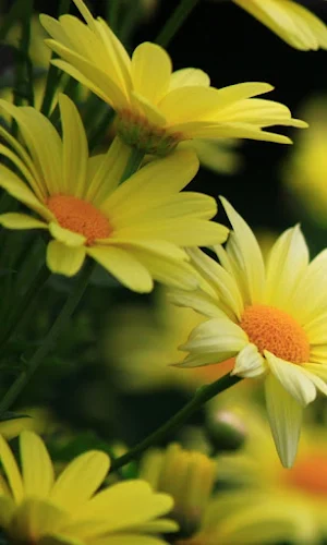Daisy Flowers wallpapers Screenshot 0