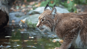 Bobcat Sounds Screenshot 2